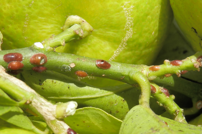 soft brown scale on the stems of citrus