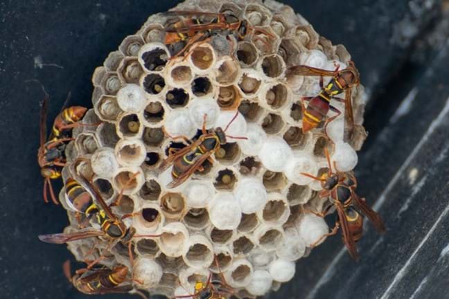 Paper Wasp 800X451px