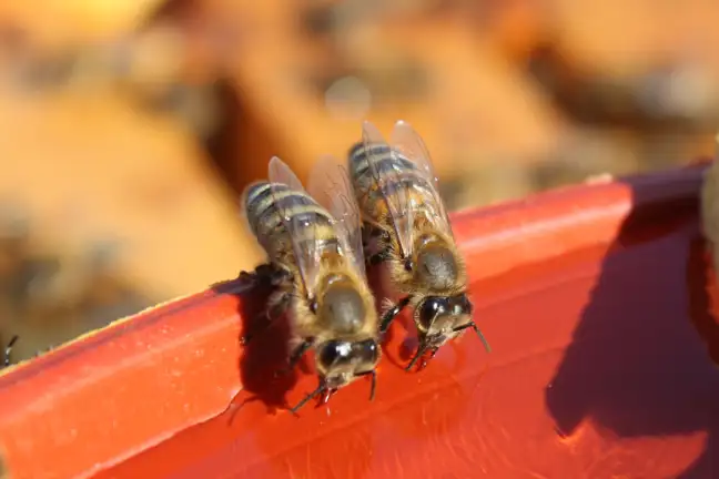 Bees Drinking Water from shallow water source