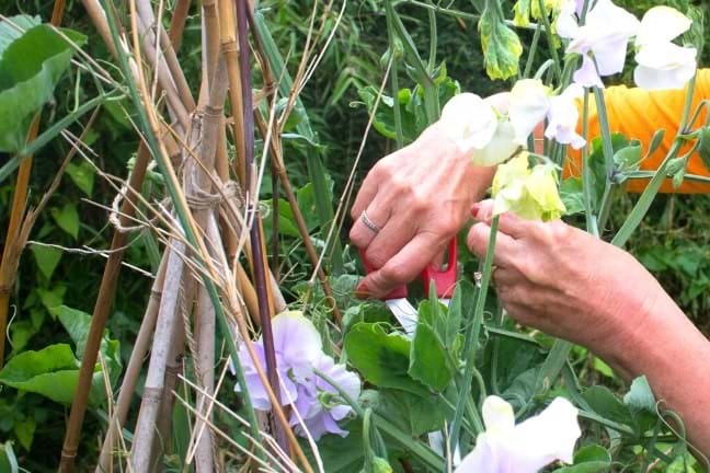 woman picking sweet peas flowers from the garden using scissors, sweet peas are growing on a teepee