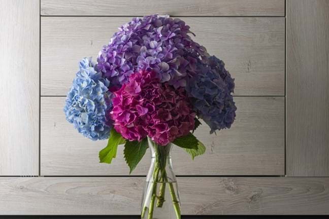 4 stems of hydrangea in a glass vase with timber drawers as background. Flowers are deep pink, mid blue, and purple