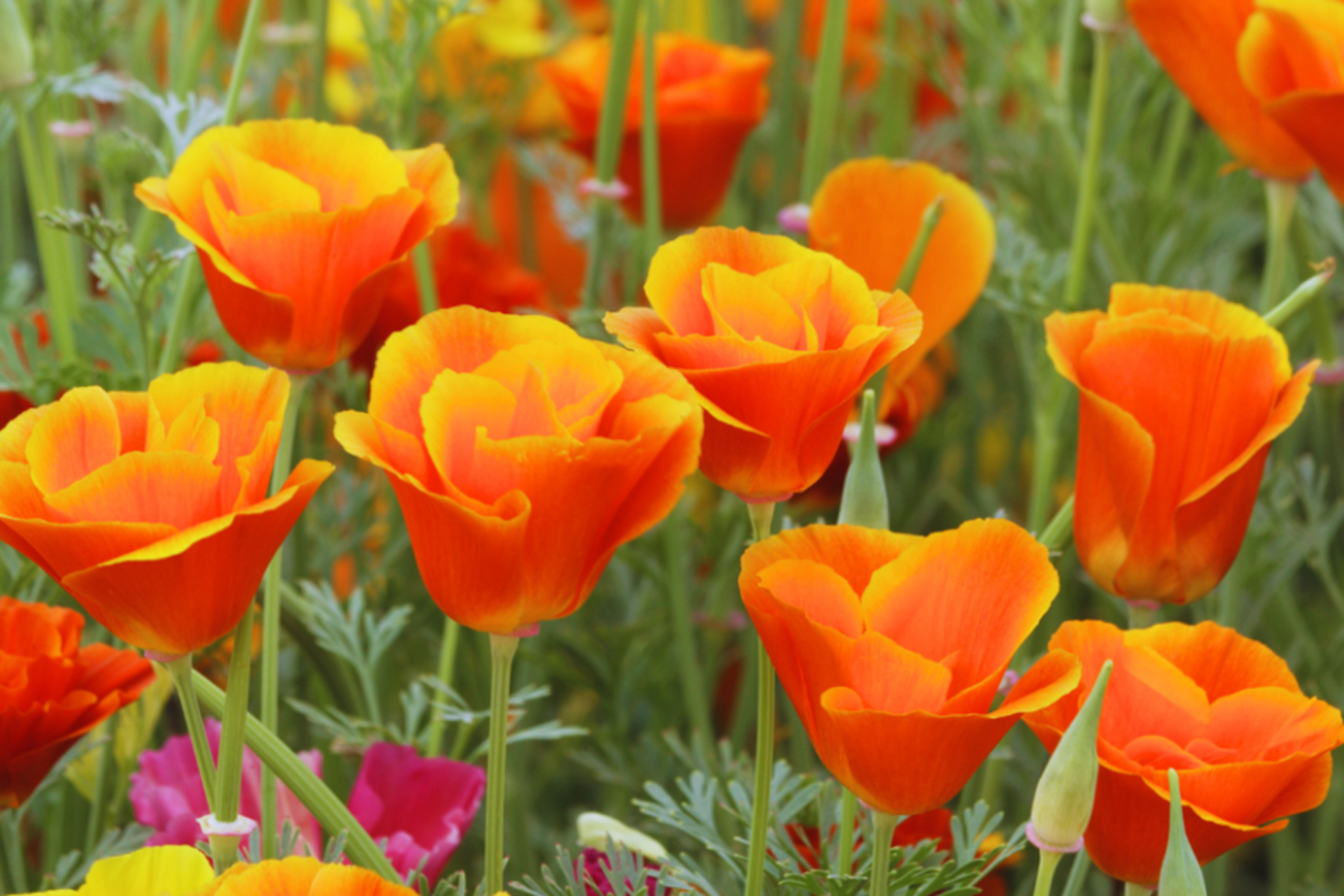 californian-poppy-resized-for-web