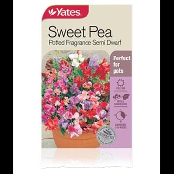 sweet-pea-potted-fragrance-semi-dwarf