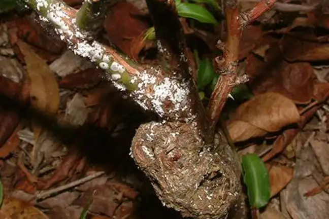 white louse scale on the trunk of an old rose bush