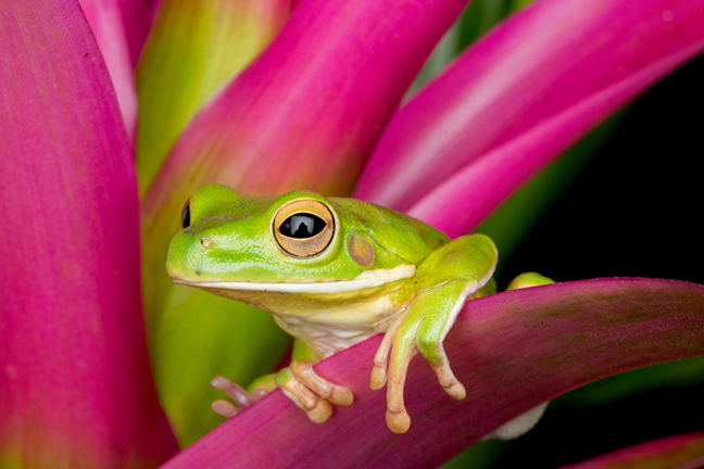 Frog on a Pink Bromeliad Flower