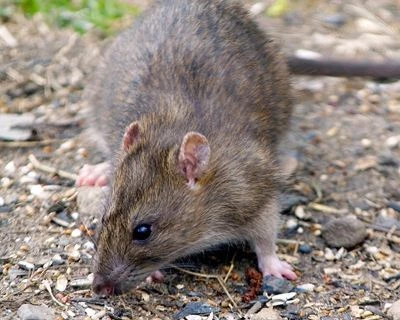 https://www.yates.com.au/media/gfqp4tin/rat-and-mice.jpg