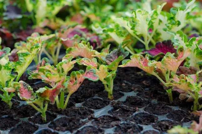 Coleus seedlings in a tray