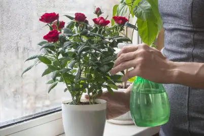 Fragrant flowers for valentines day