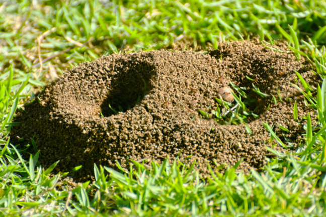 Pest Ant Mound Lawn Image