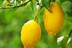 How to Grow Lemons