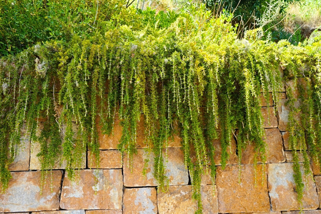 groundcover rosemary spilling over a stone block wall