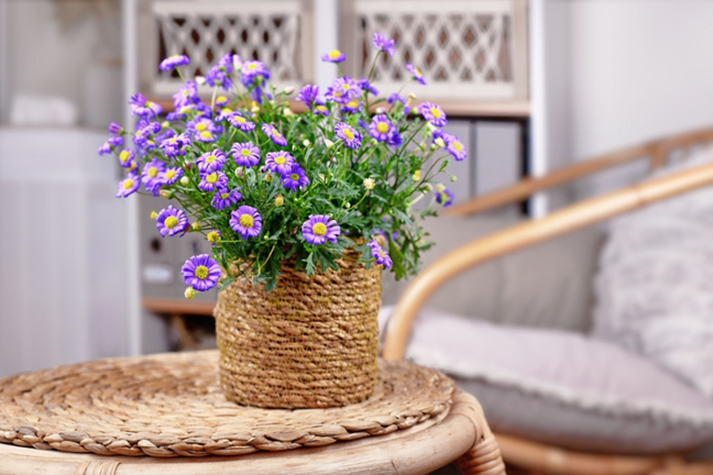 purple flowering brachyscome in a wicker pot on a balcony garden