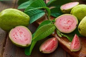 How to Grow Guava