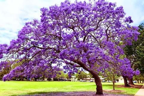 How to Grow Jacaranda