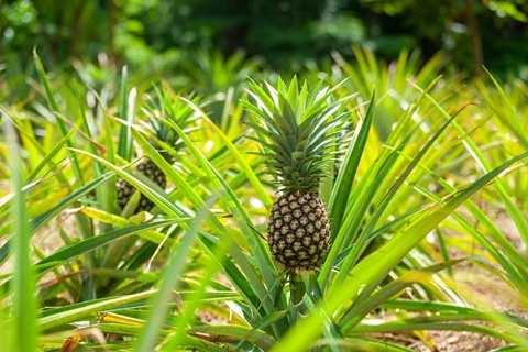 How to Grow Pineapple