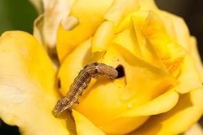 A caterpillar on a yellow rose