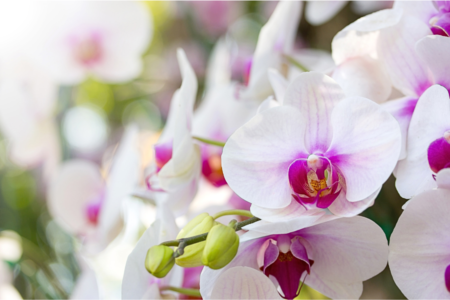 How To Grow Moth Orchids | Yates Australia