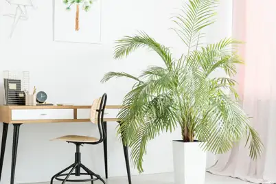 Palms