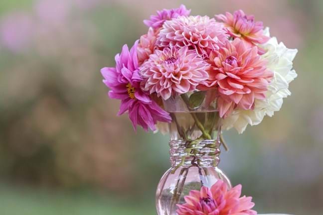 glass vase full of dahlias in shades of pink, white and peach