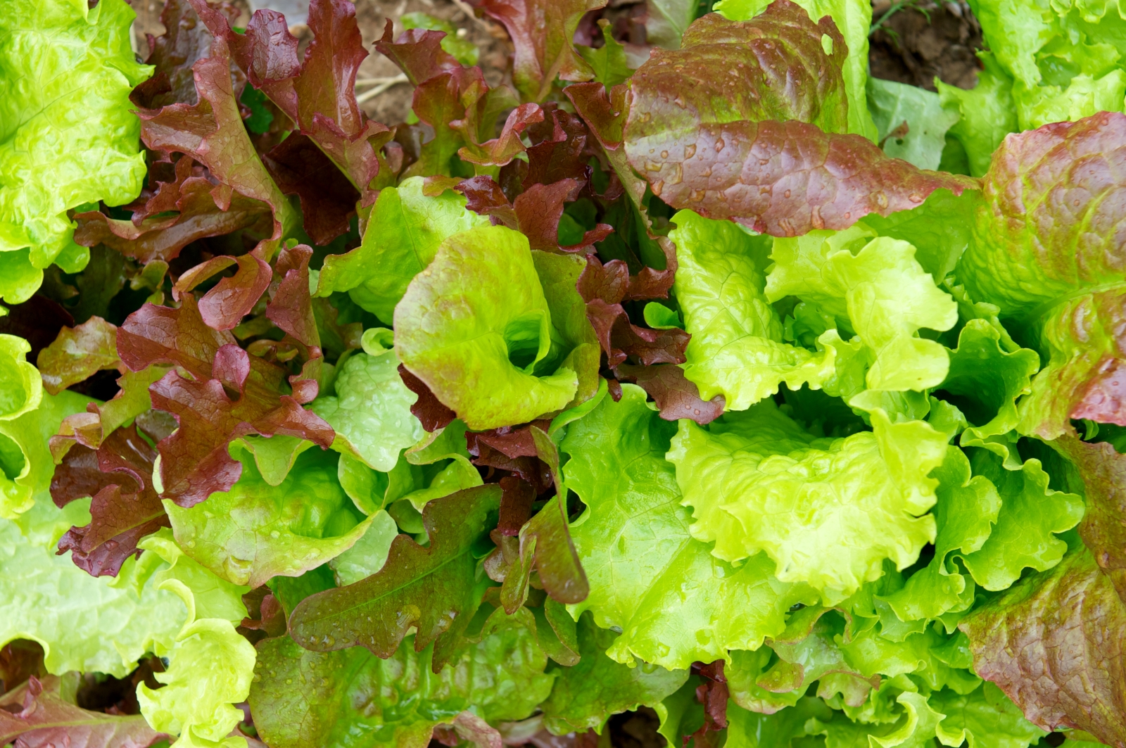 Lettuce Baby Combo | Garden Seeds Yates Australia