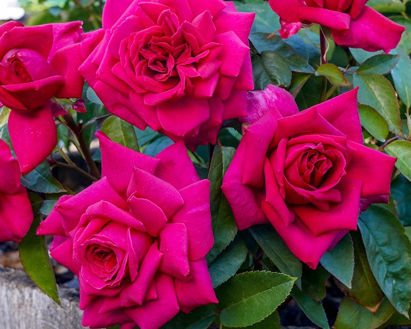 Roses Pests And Diseases Yates Gardening