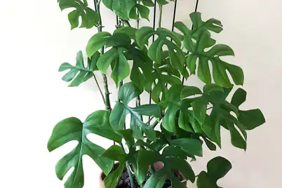 layering plant propagation