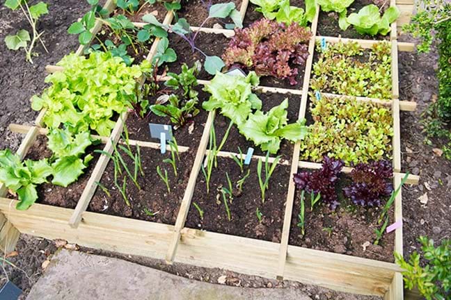 4 steps to creating a Spring vegie patch 2