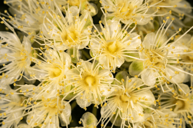 close up of lemon myrtle flowers