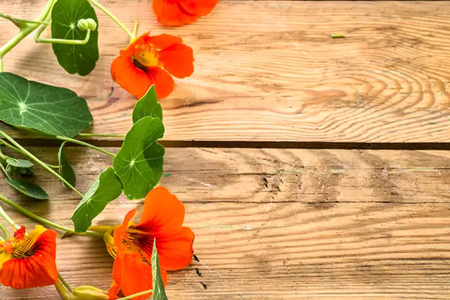 companion planting guide 2