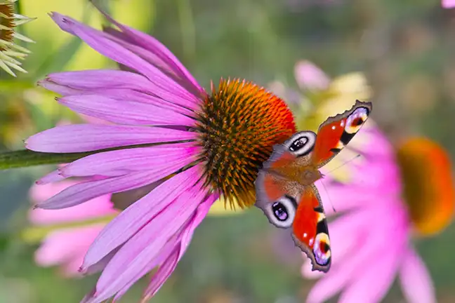 companion planting guide 1