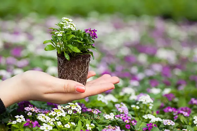 creating a low allergen garden 2