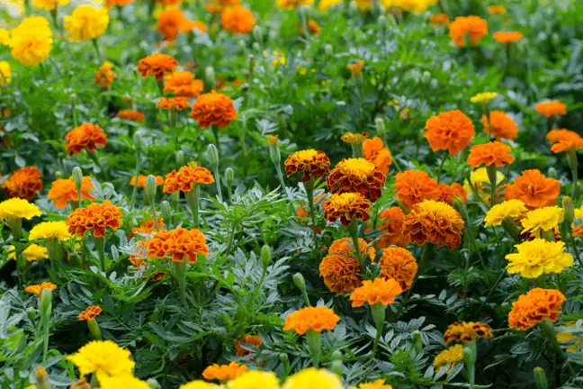 floral head start 1