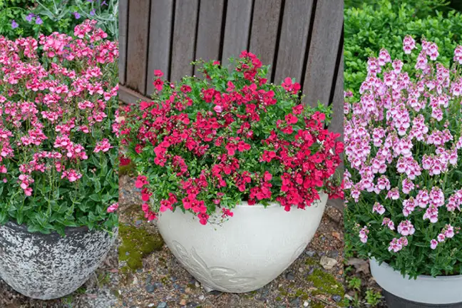 floral head start 2