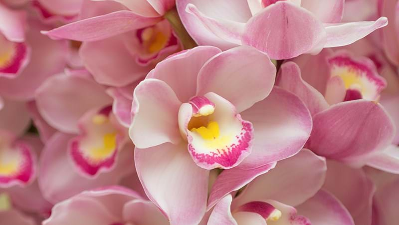 Getting your Cymbidium Orchid to Flower Yates Gardening