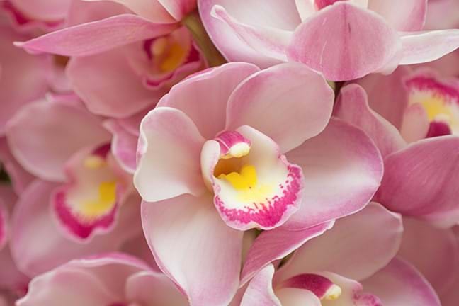getting your cymbidium orchid to flower 1
