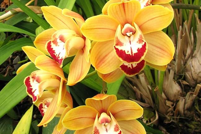 how to re pot orchids 2