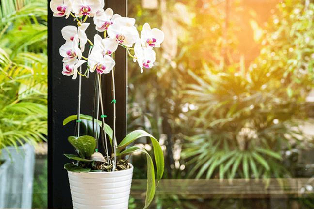 how to re pot orchids 3
