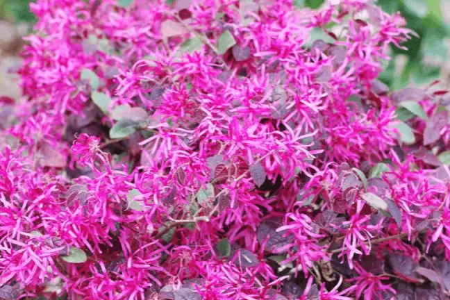 Images and Plum Gorgeous information courtesy of