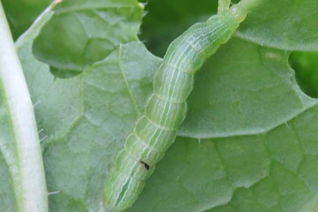 protect your brassicas from caterpillars 1