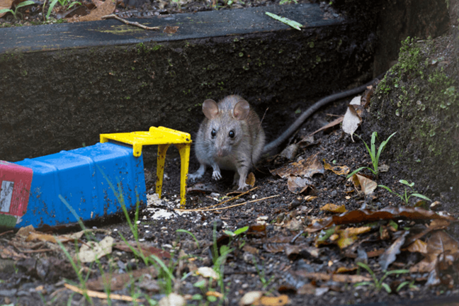 Small Mouse Trap, The Best Trap For Mice Outdoors And Indoors