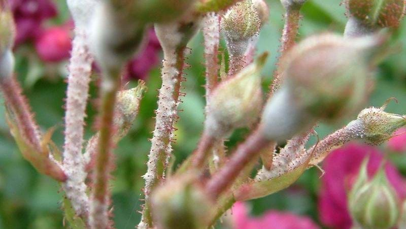 Roses – Pests and Diseases | Yates Gardening