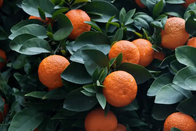 seville oranges 1