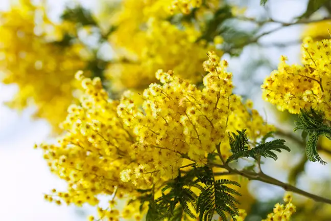 top 5 fast growing trees 1
