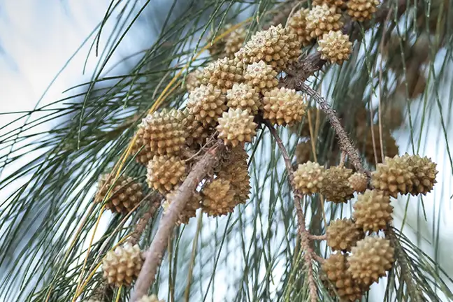 top 5 fast growing trees 2