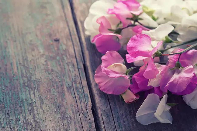 top 5 flowers alkaline soil 3