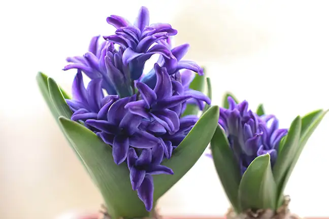 top 5 flowers alkaline soil 2