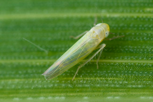 Leafhopper (2)