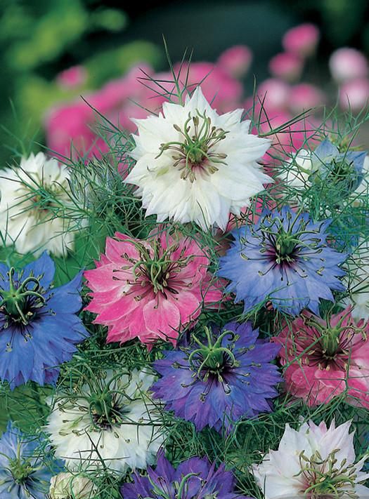 Nigella Persian Jewels | Garden Seeds Yates Australia