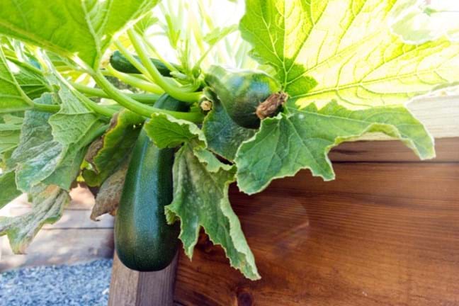 zucchini plant with mature fruit hanging over the edge of a timber garden bed