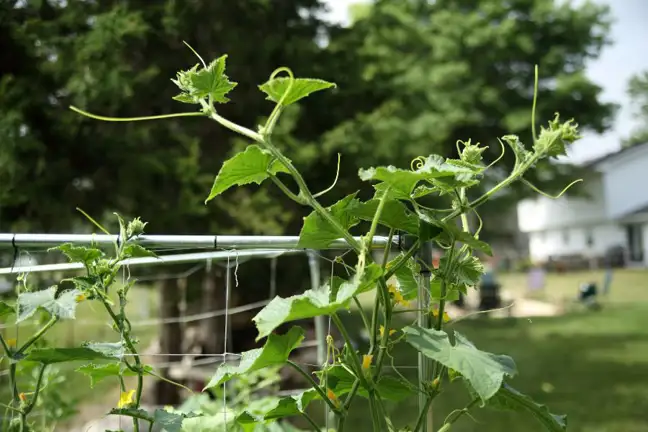 Cucumbers growing up a trellis